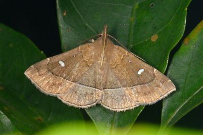 棕胸鬚裳蛾 Cidariplura gladiata 雄蟲