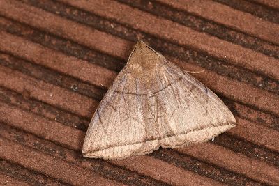 Hywoola producta 雄蟲