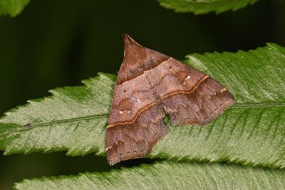 甲仙擬胸鬚裳蛾 Bertula kosemponica 雌蟲