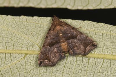 雙弧瓢鬚裳蛾 Hipoepa biasalis 雌蟲