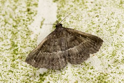 中櫛裳蛾 Adrapsa mediana 雌蟲