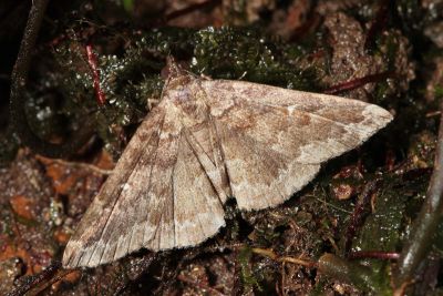 流紋櫛裳蛾 Adrapsa rivulata 雄蟲