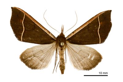 曲帶浮裳蛾 Anoratha sinuosa 雌蟲
