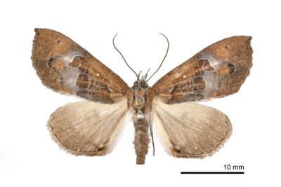 Coarica fasciata 雌蟲