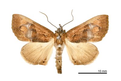 Coarica fasciata 雄蟲