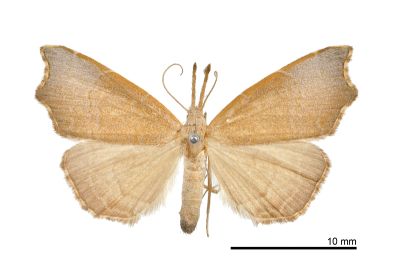 Ectogonia butleri 雌蟲
