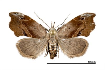 方軛裳蛾 Euwilemania angulata 雌蟲