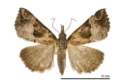 Hypena cognata 雌蟲