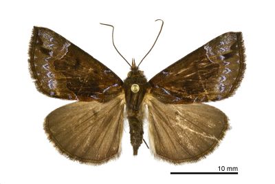 Hypena cyanea 雄蟲