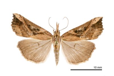 異髯鬚裳蛾 Hypena lignealis 雌蟲