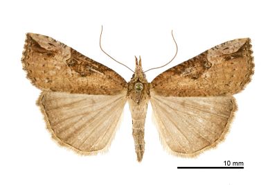 大斑髯鬚裳蛾 Hypena narratalis 雌蟲