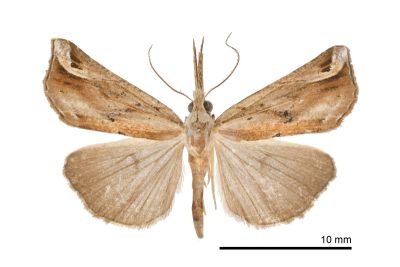 Hypena nepa 雄蟲