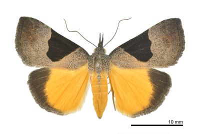 Hypena sagitta