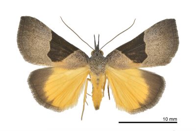 Hypena sagitta 雄蟲