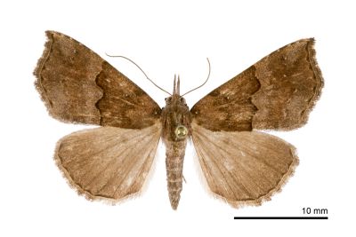 波髯鬚裳蛾 Hypena sinuosa 雌蟲