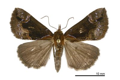 Hypena cyanea 雌蟲