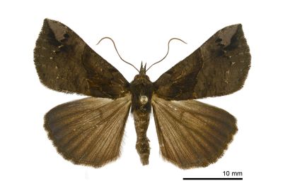黑褐髯鬚裳蛾 Hypena tenebralis 雌蟲