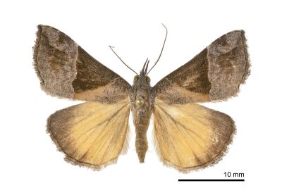 大三角髯鬚裳蛾 Hypena trigonalis 雄蟲