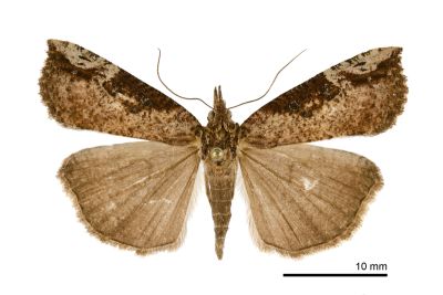 豆髯鬚裳蛾 Hypena tristalis 雌蟲