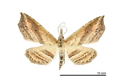 斜帶戈鬚裳蛾 Hypenagonia obliquifascia 雌蟲