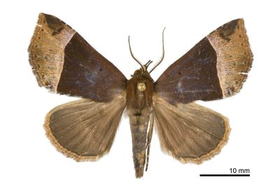 基伊裳蛾 Itmaharela basalis 雌蟲