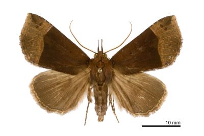 基伊裳蛾 Itmaharela basalis 雄蟲