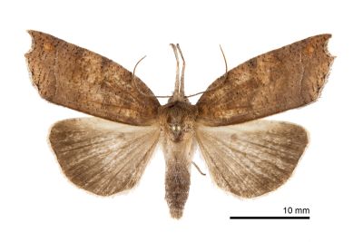 珊裳蛾 Latirostrum bisacutum 雄蟲