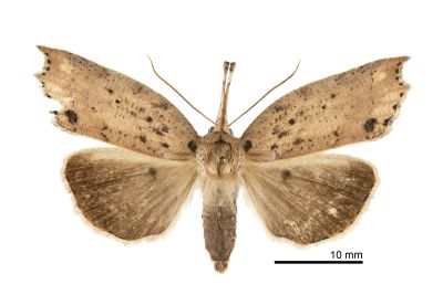 珊裳蛾 Latirostrum bisacutum 雄蟲