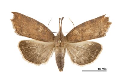 珊裳蛾 Latirostrum bisacutum 雄蟲