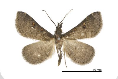 灰奈裳蛾 Naarda cinerea 雄蟲