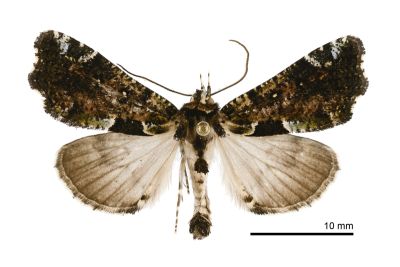 修裳蛾 Perciana marmorea 雄蟲