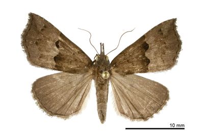 波髯鬚裳蛾 Hypena sinuosa 雌蟲
