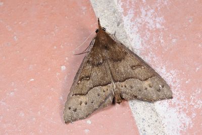 曲帶浮裳蛾 Anoratha sinuosa 雄蟲