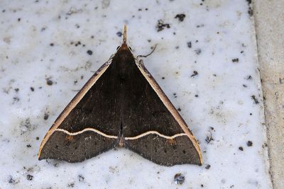 曲帶浮裳蛾 Anoratha sinuosa 雌蟲