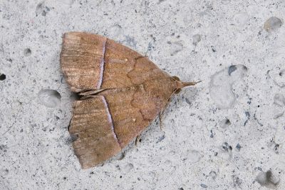 白斑髯鬚裳蛾 Hypena albopunctalis 雌蟲