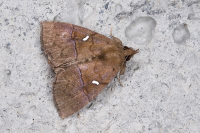 白斑髯鬚裳蛾 Hypena albopunctalis 雄蟲