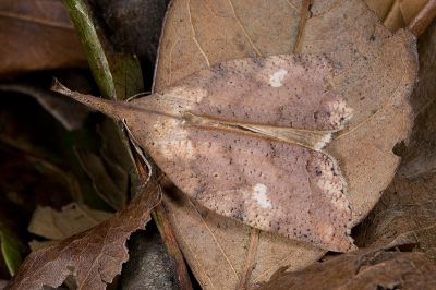 珊裳蛾 Latirostrum bisacutum 雄蟲