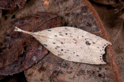 珊裳蛾 Latirostrum bisacutum 性別不明