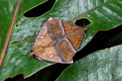 白斑髯鬚裳蛾 Hypena albopunctalis 交尾中個體