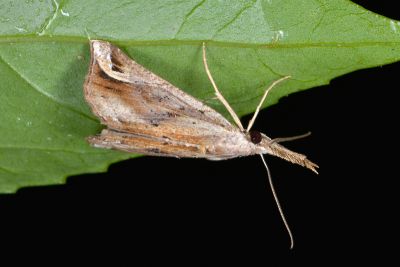 Hypena nepa 雄蟲