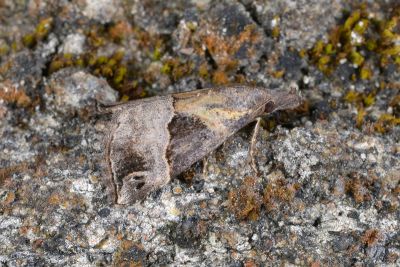 Hypena cognata 雌蟲