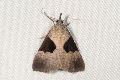 Hypena sagitta 雄蟲