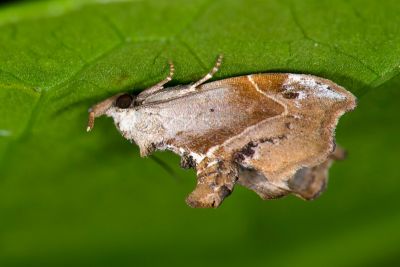 方軛裳蛾 Euwilemania angulata 雌蟲