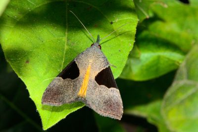 Hypena sagitta 雄蟲