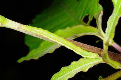 豆髯鬚裳蛾 Hypena tristalis