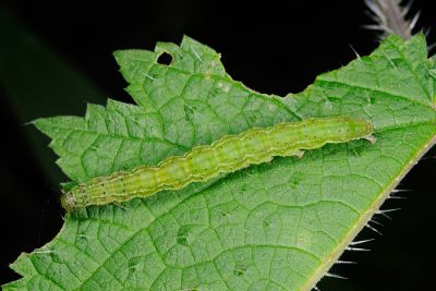 豆髯鬚裳蛾 Hypena tristalis