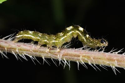 豆髯鬚裳蛾 Hypena tristalis