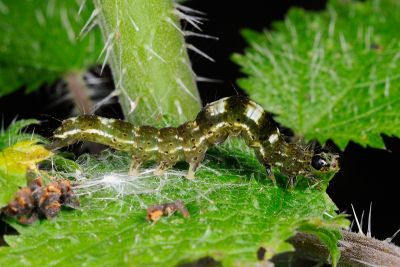 豆髯鬚裳蛾 Hypena tristalis