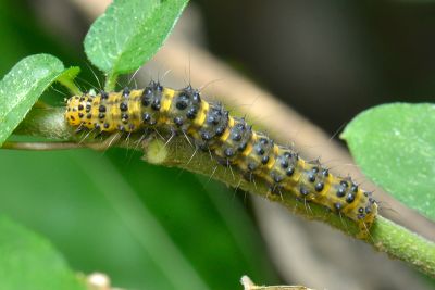 Hypena sagitta