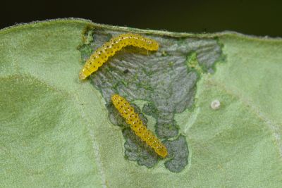 Hypena sagitta